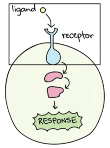Receptory-bodziec