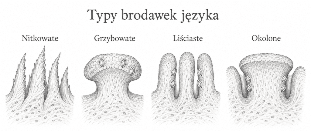 typy brodawek