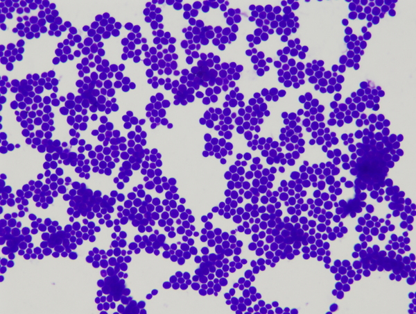 drożdże pod mikroskopem saccharomyces cerevisiae