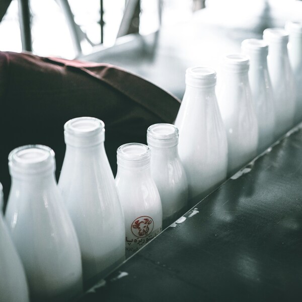 co to kwaszona śmietana mleko produkcja technologia mleczarska