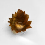culinary innovation mugaritz restaurant