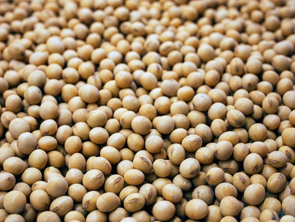 jak się robi tempeh składniki produkcja